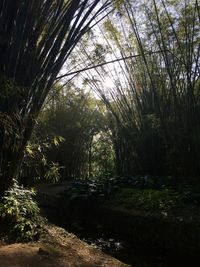 View of trees in forest