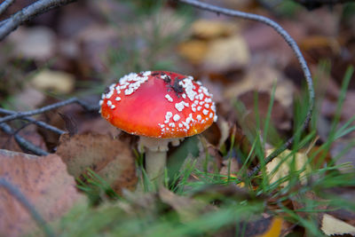 Close-up of fly agaric mushroom on field