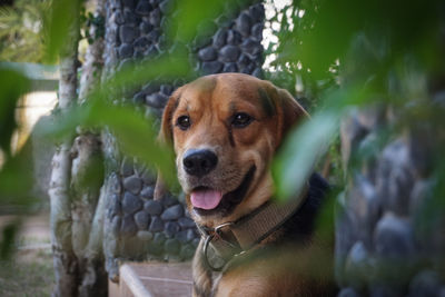Portrait of dog looking away