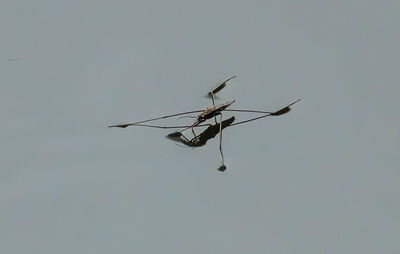 Low angle view of insect flying in sky