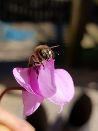 Close-up of bee pollinating on pink flower