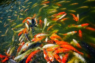 High angle view of koi carps swimming in lake