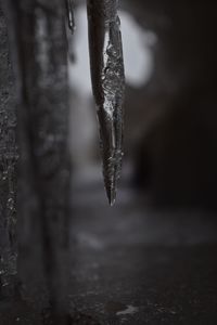 Close-up of icicles hanging on tree