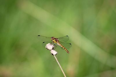 Close-up of dragonfly on grass resting 