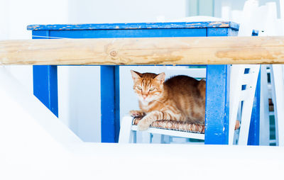 Cat looking away while sitting on railing