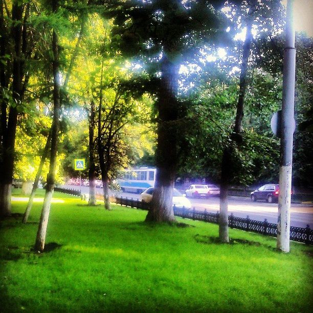 tree, transportation, car, mode of transport, land vehicle, green color, road, grass, street light, street, growth, on the move, illuminated, nature, travel, outdoors, no people, traffic, sunlight, park - man made space