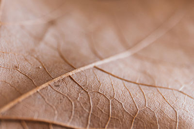 Macro shot of dry leaf