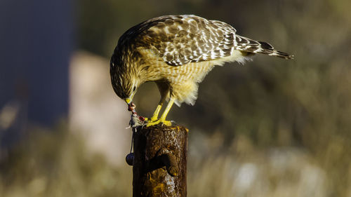 Close-up of owl perching outdoors