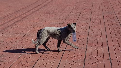 High angle view of dog standing on footpath