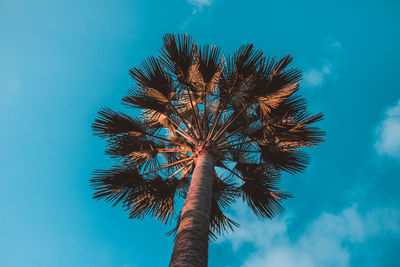 Low angle view of palm tree against blue sky