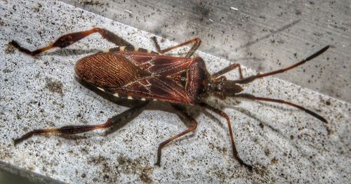 High angle view of insect on floor