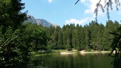 Scenic view of lake in forest against sky