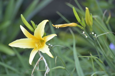Close-up of yellow flowering plant