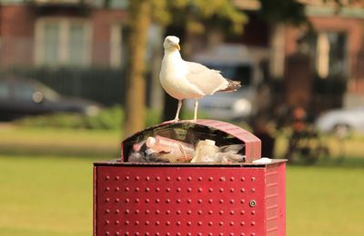 Close-up of seagull perching on a metal