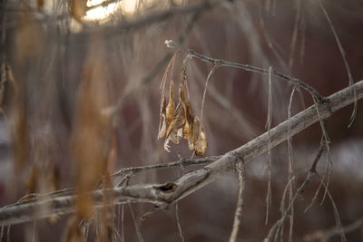 Close-up of insect on spider web