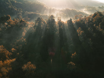 Sunlight streaming through trees in forest