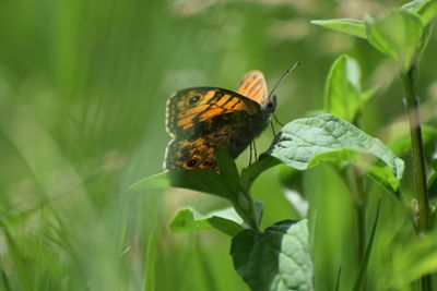 Butterfly on plant