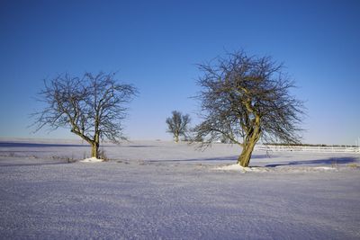 Bare trees on landscape against clear sky