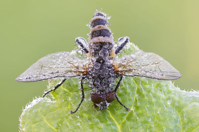 Close-up of insect