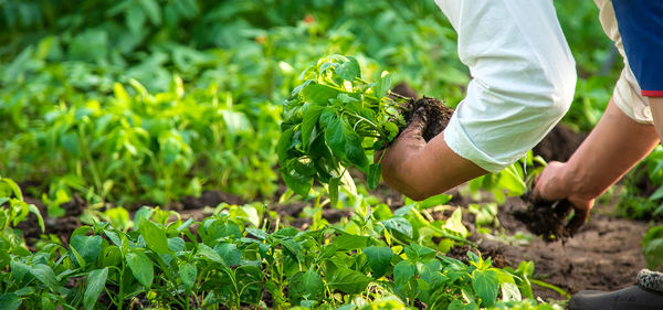 Midsection of farmer holding plants at farm