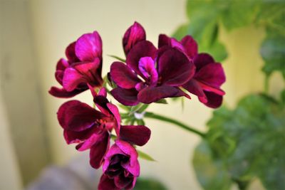 Close-up of purple flowers blooming outdoors
