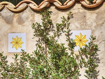 Typical stony garden wall with climbing bush twigs, spain. stone wall pattern.