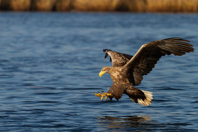 Close-up of eagle flying over sea