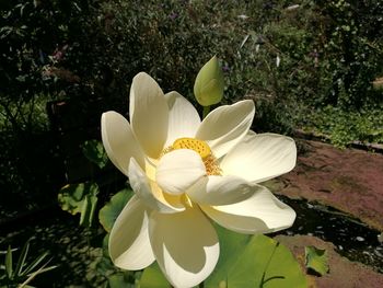 Close-up of flower against blurred background