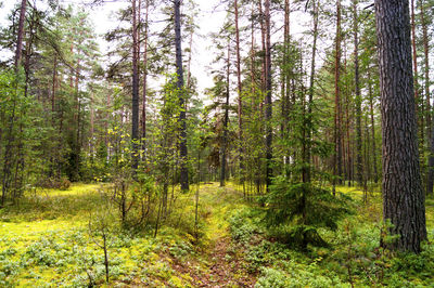 Pine trees in forest