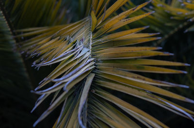 Close-up of palm leaf