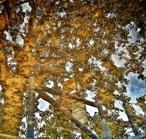 Low angle view of trees