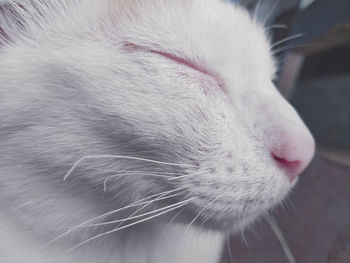 Close-up of a cat