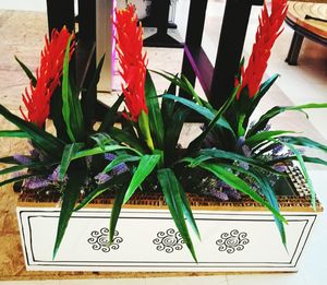 Plants and flowers on table