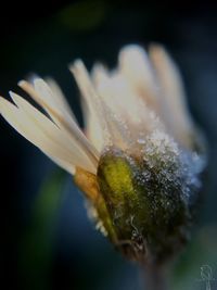 Macro shot of flower