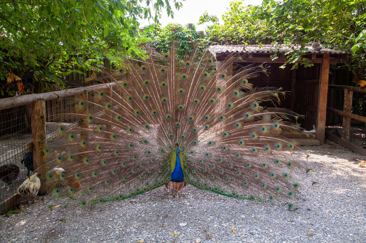 VIEW OF PEACOCK ON LAND