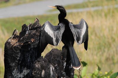 Birds perching on a wood