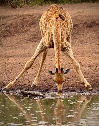 Full length of a giraffe drinking water