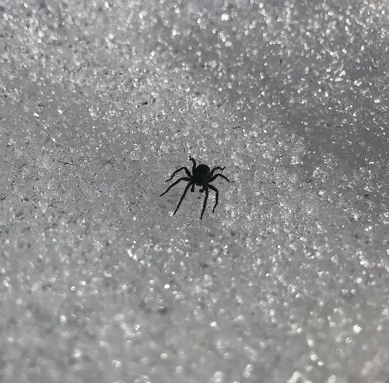 CLOSE-UP OF SPIDER ON THE WALL