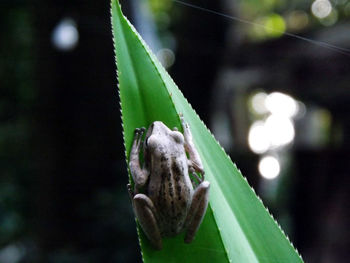 Close-up of plant