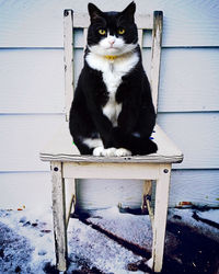 Portrait of cat sitting on seat
