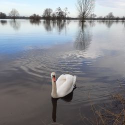 Swan floating on a lake