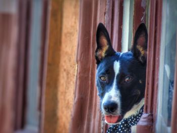 Close-up portrait of a dog