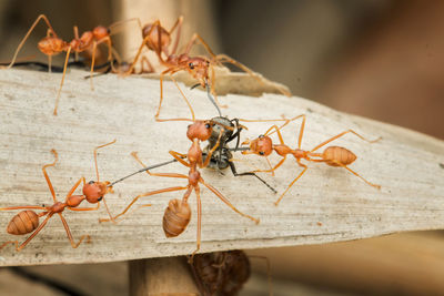 Close-up of ant on leaf