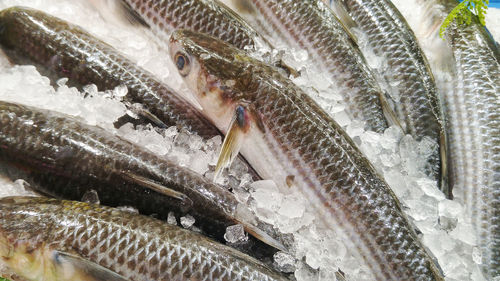 High angle view of fish for sale