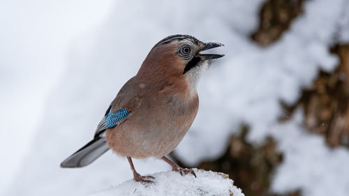 Close-up of a bird perching on snow 