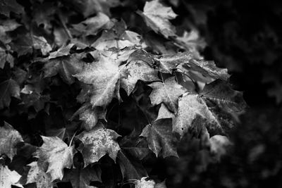 Full frame shot of leaves