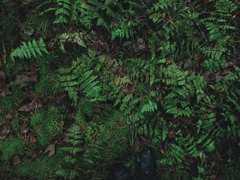 High angle view of trees on field in forest