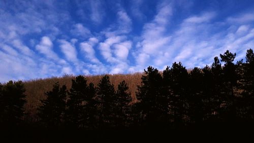 Silhouette pine trees against sky in forest