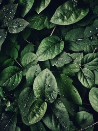 Full frame shot of wet leaves with droplets