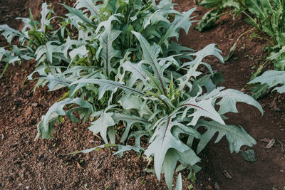 High angle view of plants growing on field